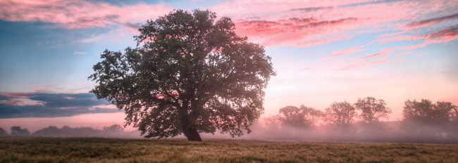 Ein großer Baum steht auf einer Wiese mit leichtem Bodennebel und rosa-blauem Himmel im Hintergrund.